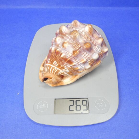 Cassis Cypraecassis Rufa African Bullmouth Helmet Conch Shell Seashell 4" 269g - Picture 11 of 11
